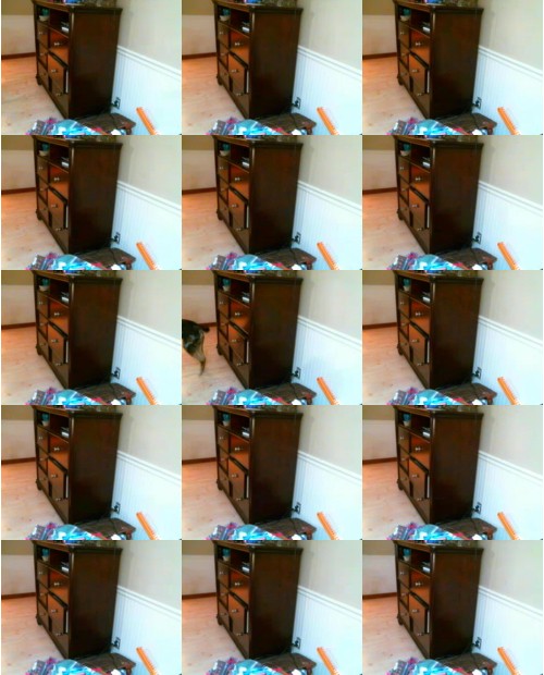 Download Video File: myfreecams conniecougar