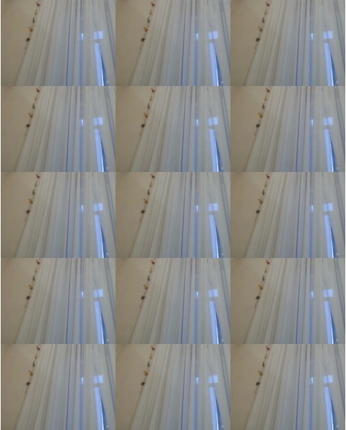 Download Video File: myfreecams berthanorman