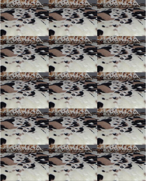 Download Video File: myfreecams xaphrox