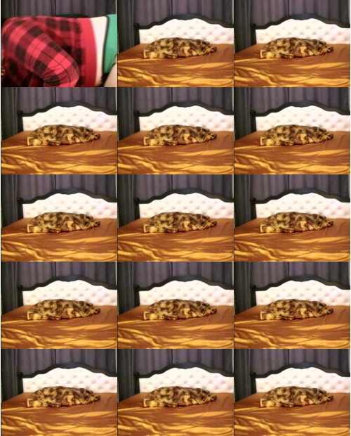 Download Video File: myfreecams nataliehotfor