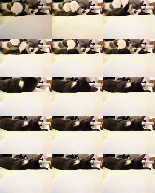 Download Video File: myfreecams chickpea 